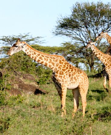 KH019 - Document  – The Great Serengeti (2.5G)